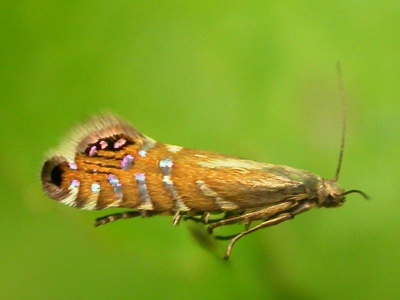 Glyphipterix thrasonella - Kenneth Noble